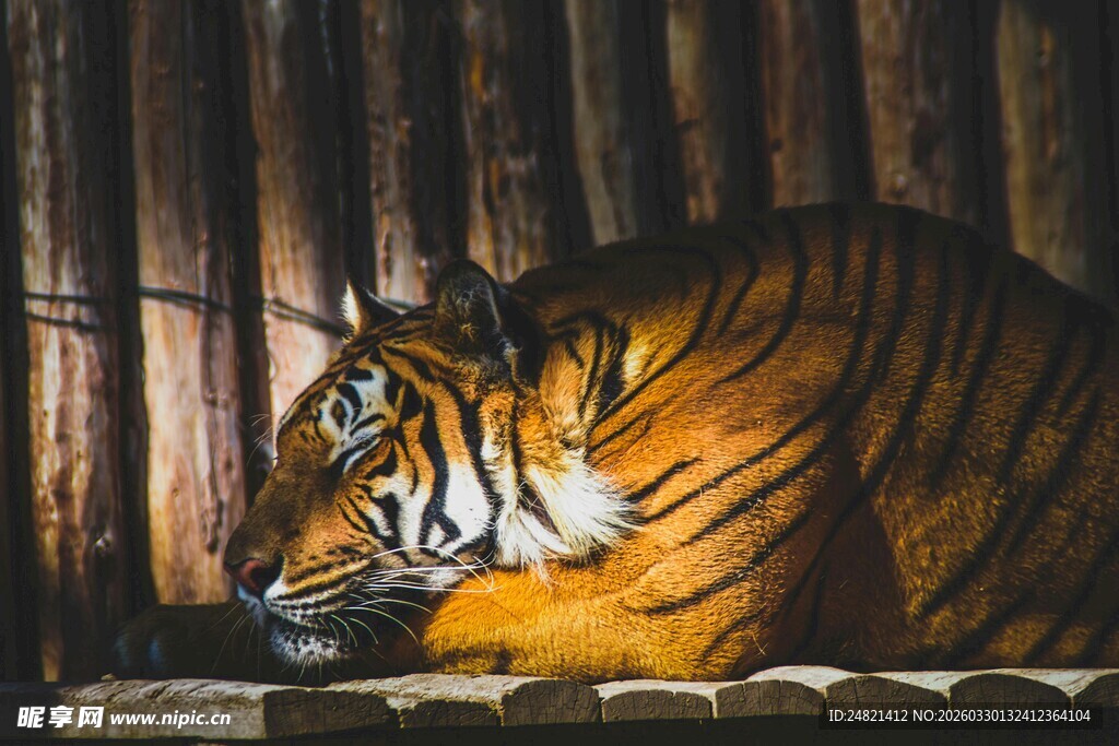 笼中休憩的斑斓猛虎