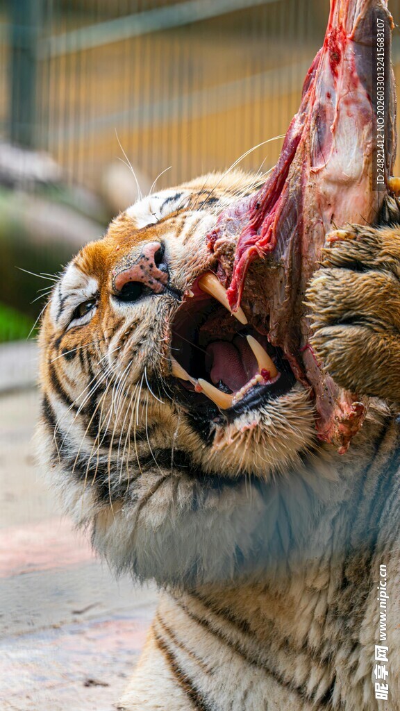 老虎张嘴露血腥画面