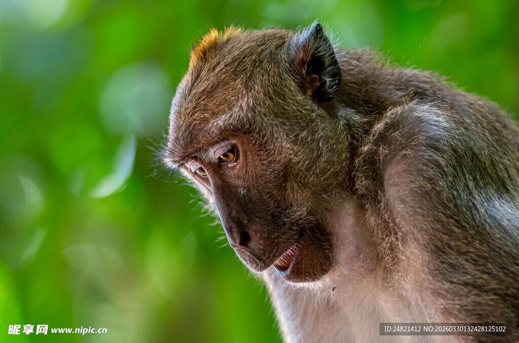 低头的猴子