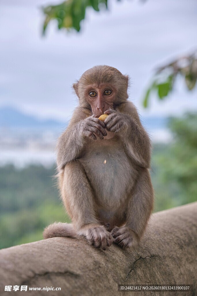 树枝上进食的可爱小猴