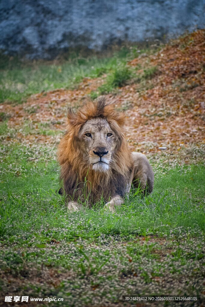 草原雄狮静卧