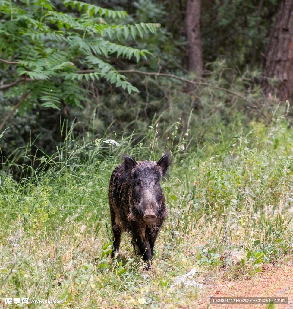 森林中行走的野猪