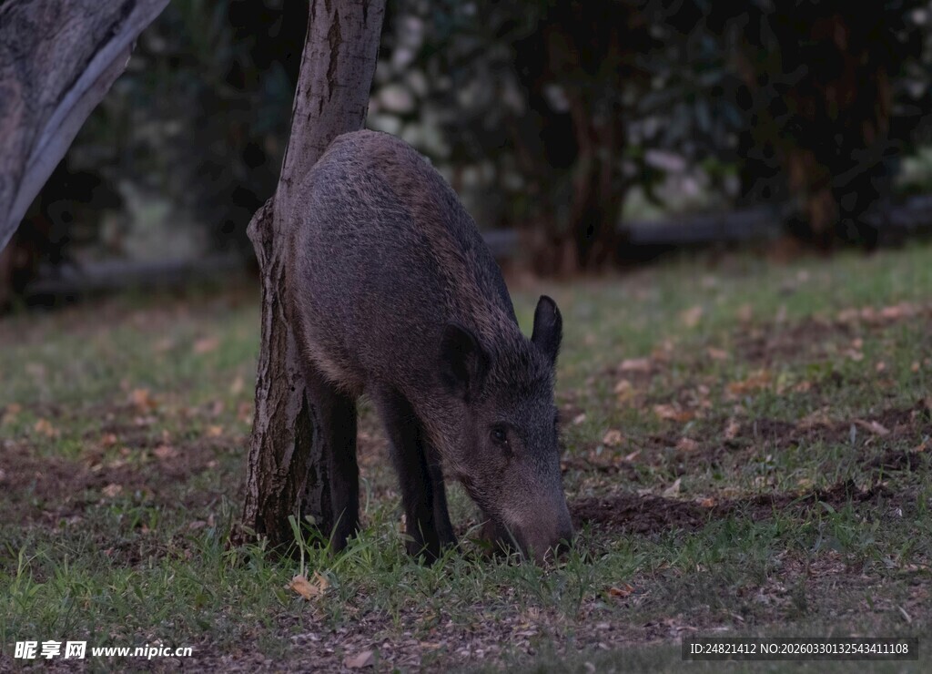 野外觅食的野猪