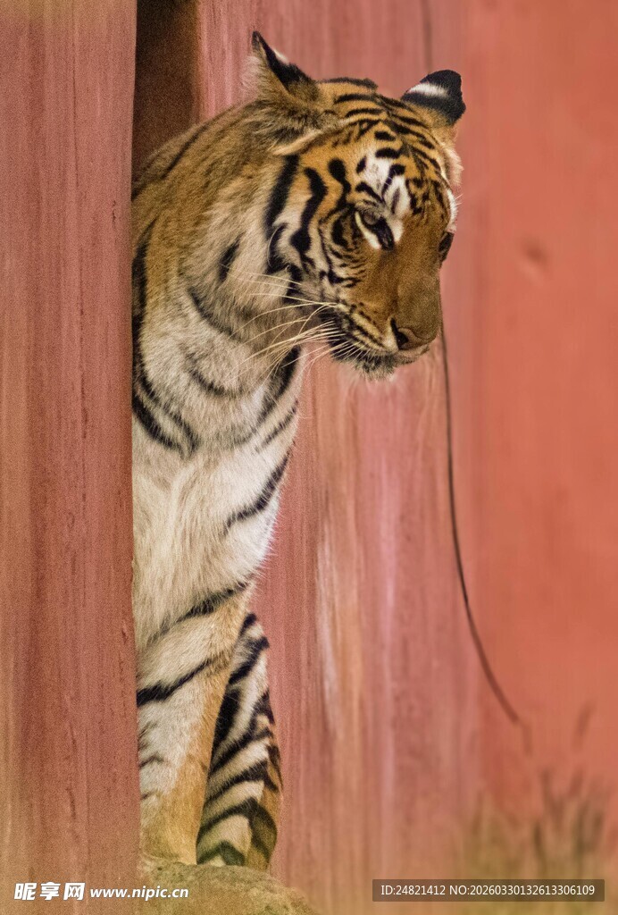 林中老虎侧身特写