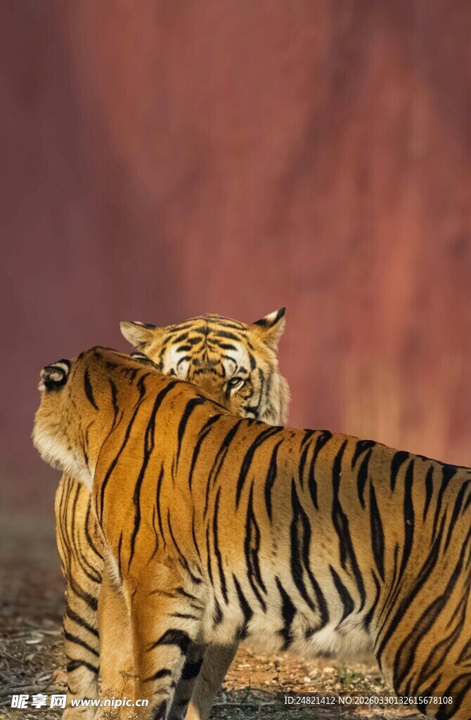 双虎并肩站立背影图