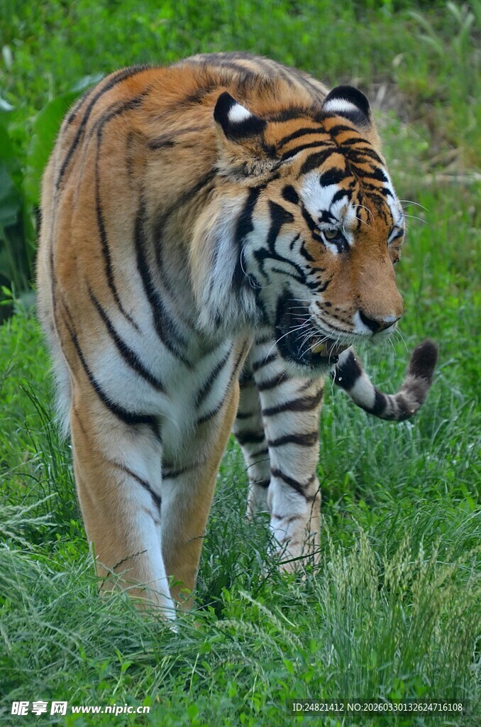 漫步草地的威武孟加拉虎