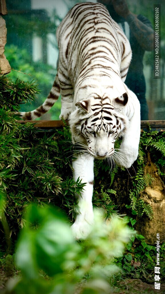 白虎于绿植间优雅行走