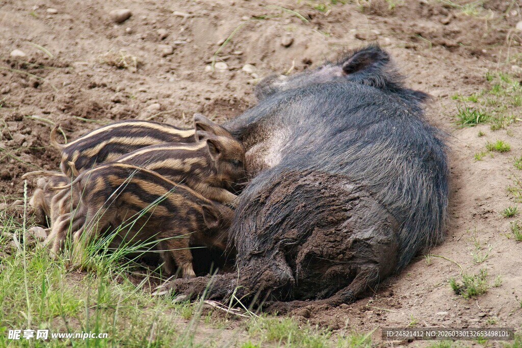 猪妈妈与幼崽休憩