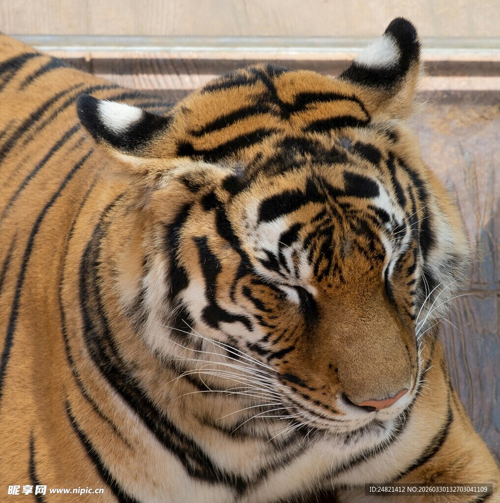 趴着的老虎特写