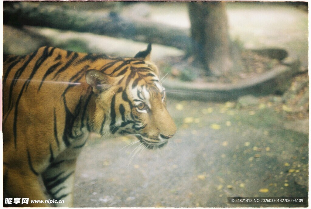 动物园中的斑斓老虎