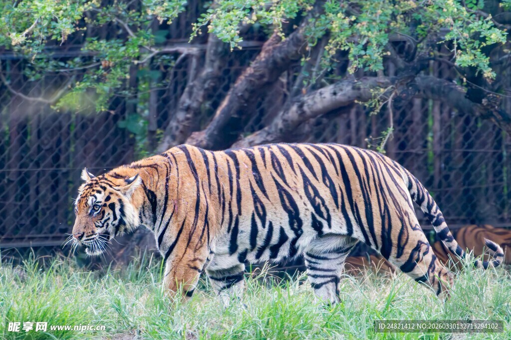 漫步草地的斑斓老虎