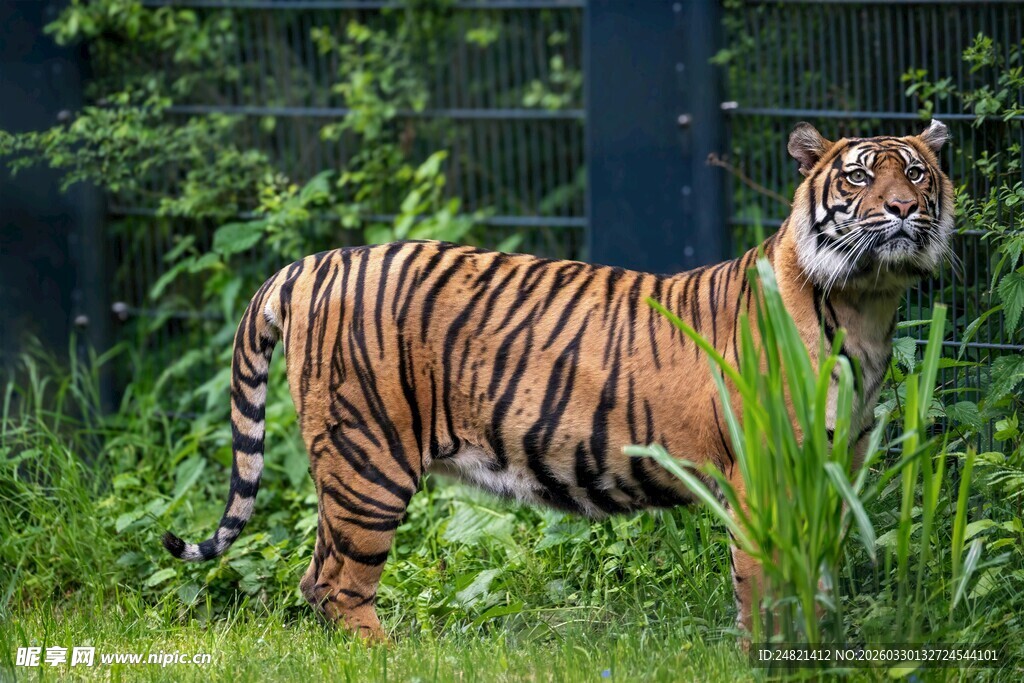 草丛中的威猛老虎