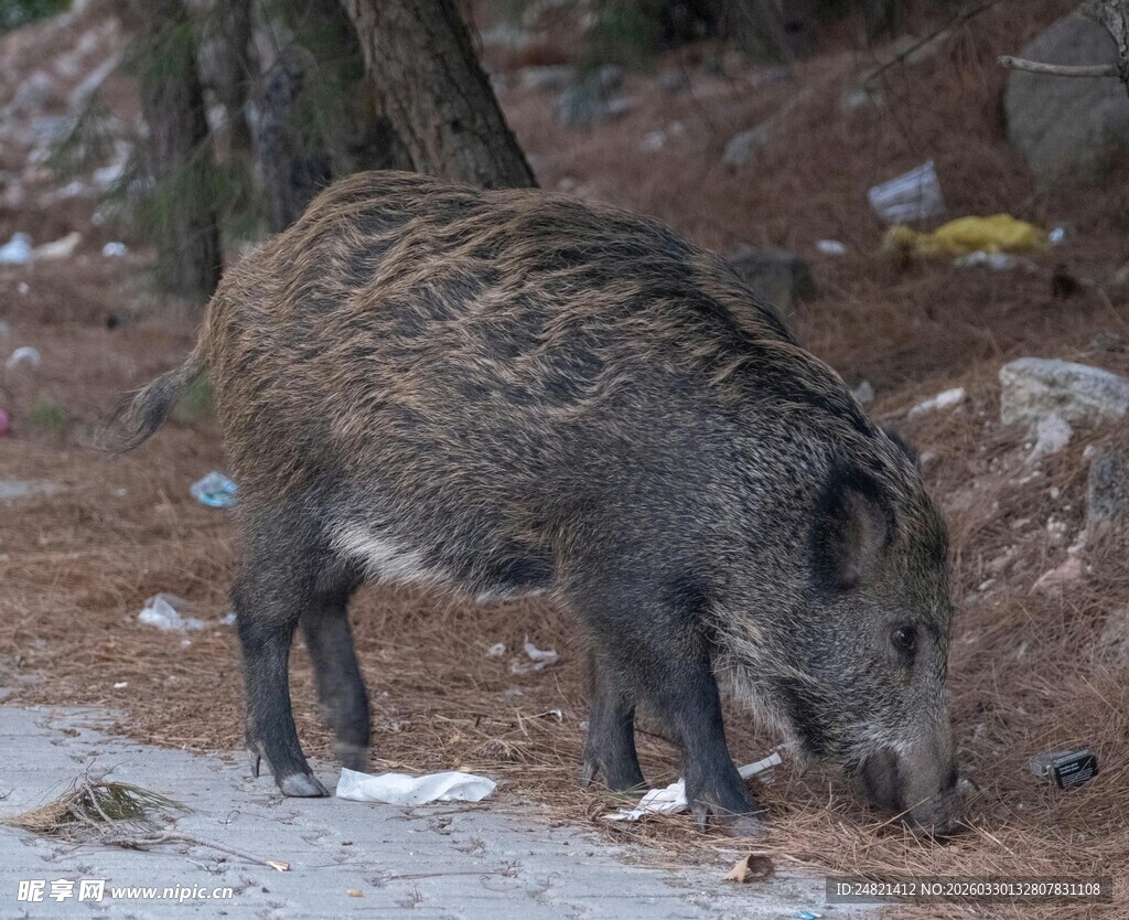 雪地中觅食的野猪
