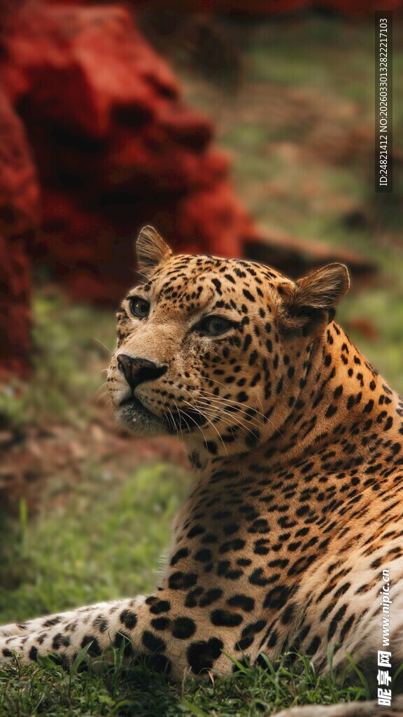 草原上休憩的优雅花豹