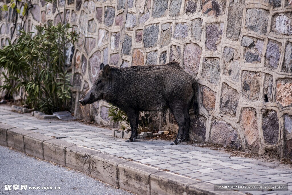 路边石墙旁的黑色野猪