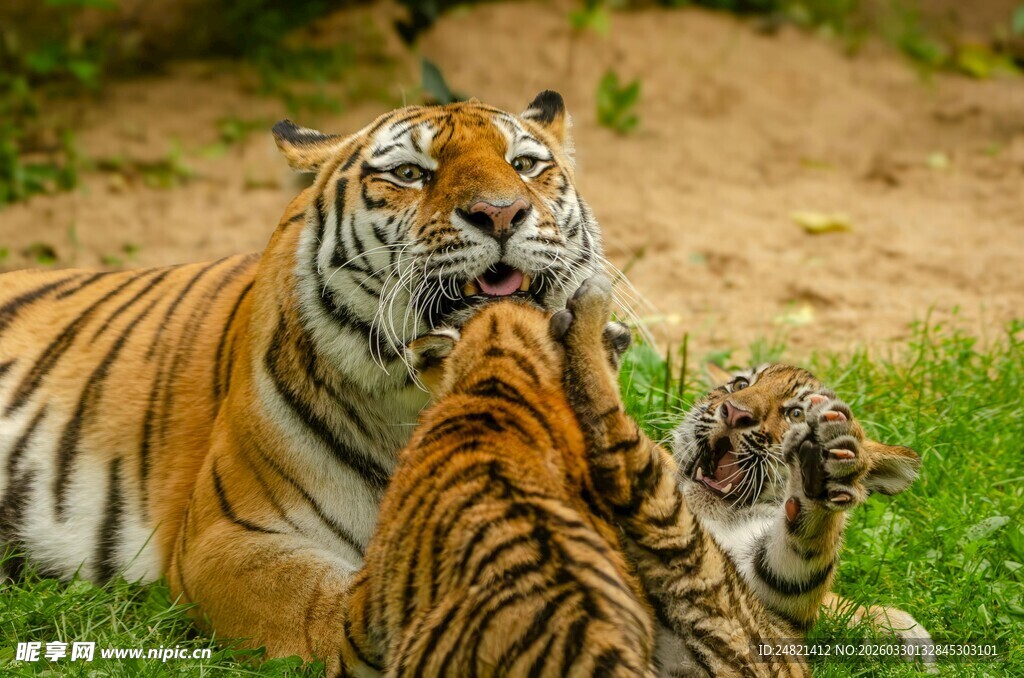 母虎与幼崽的温馨时刻