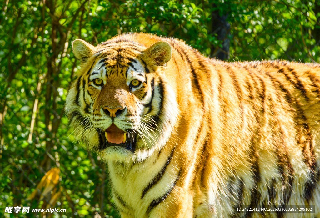 森林中的威猛老虎