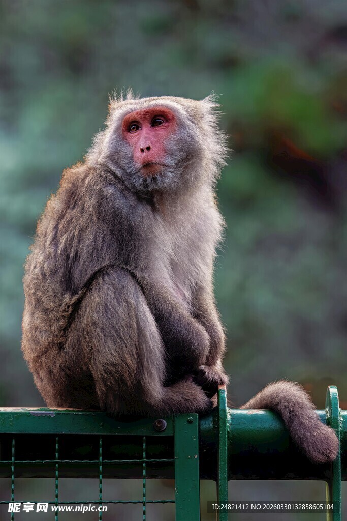 猕猴坐于围栏神态悠然