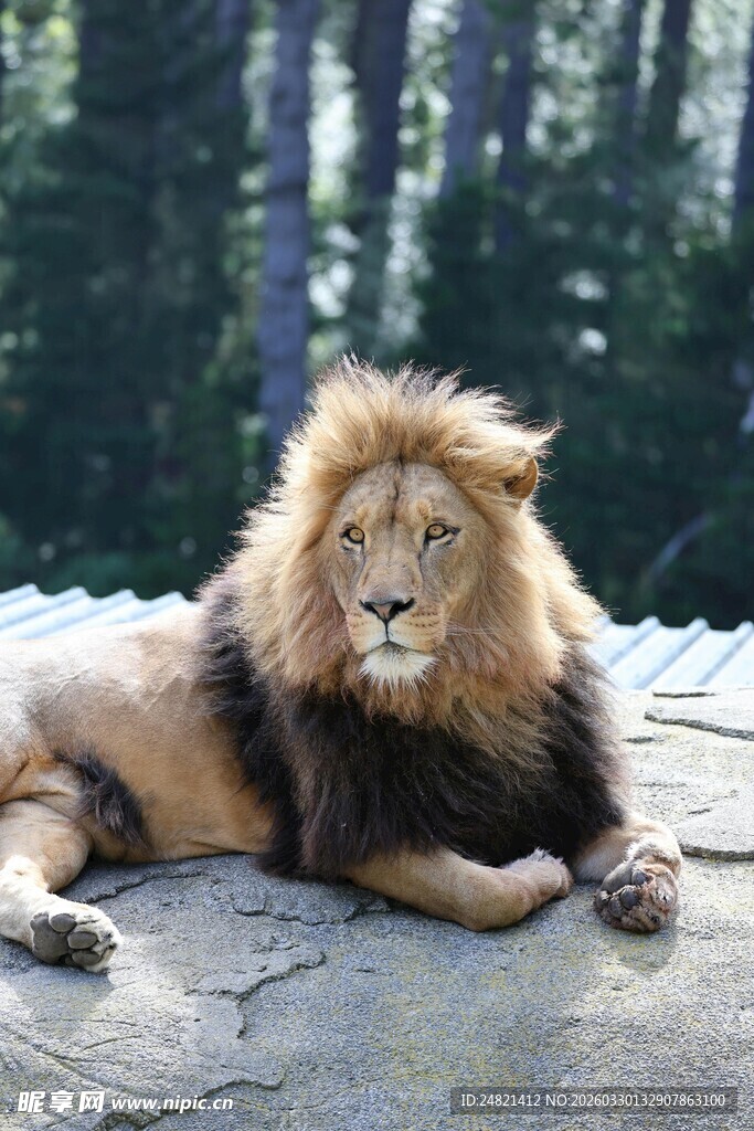 雄狮休憩于林间石上