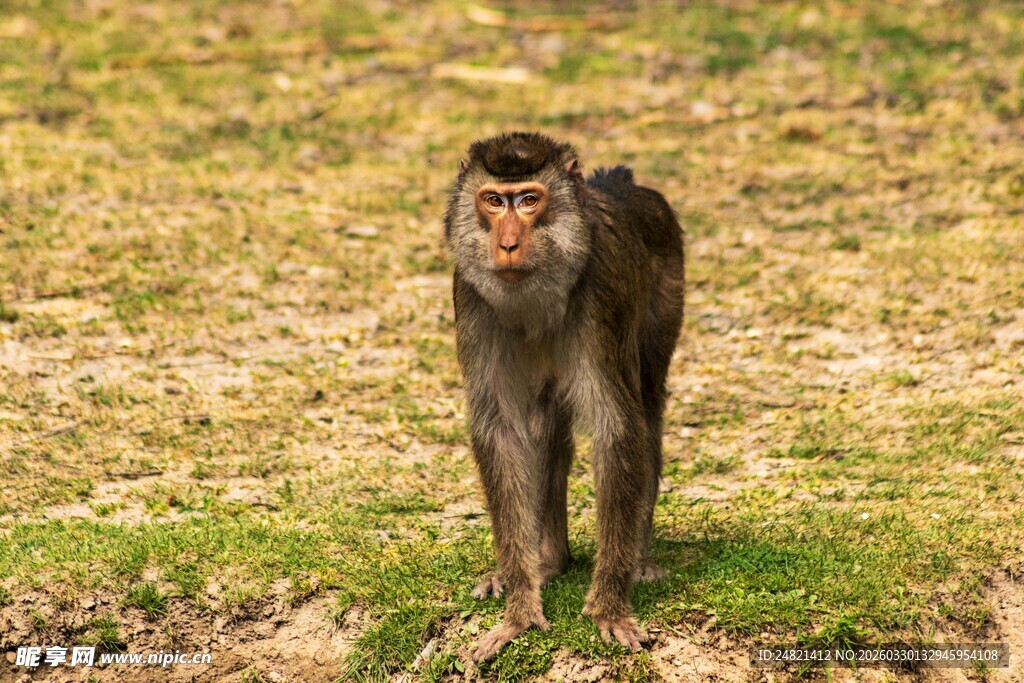 站立在草地的猕猴