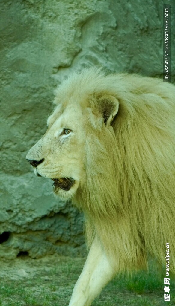 行走的白色雄狮