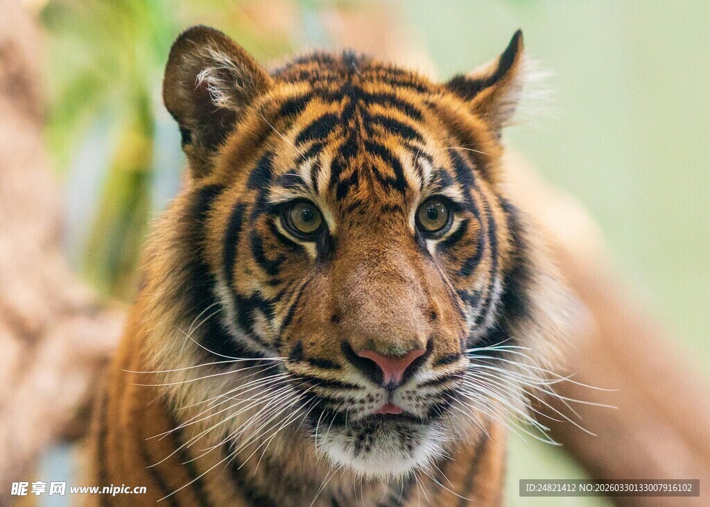 威风凛凛的老虎特写