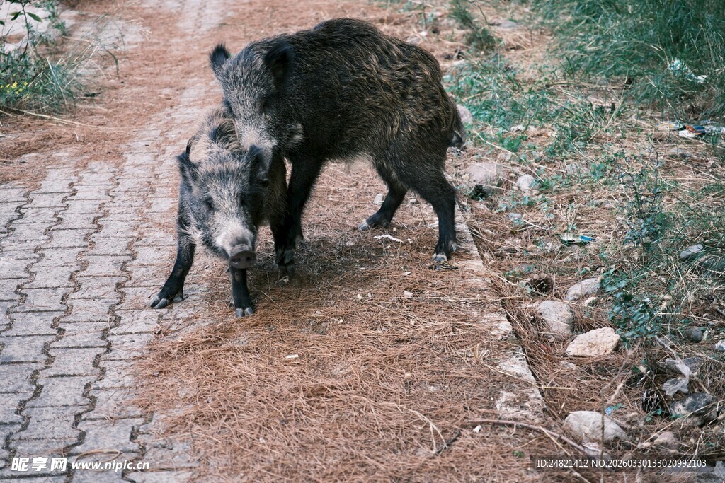 路边小狗依偎着大狗