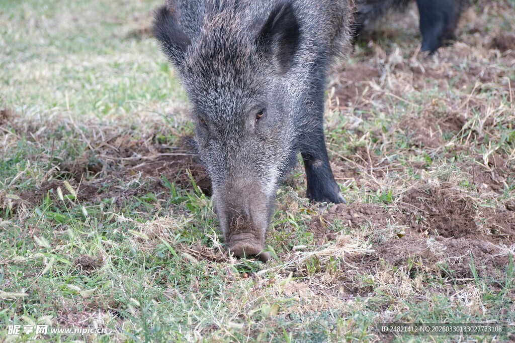 野外觅食的野猪
