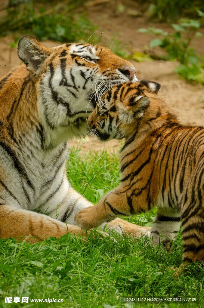 母虎与幼虎亲昵互动