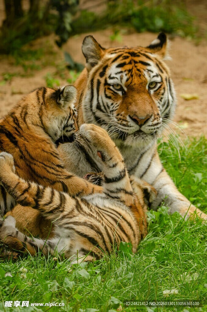 母虎与幼虎嬉戏于草地