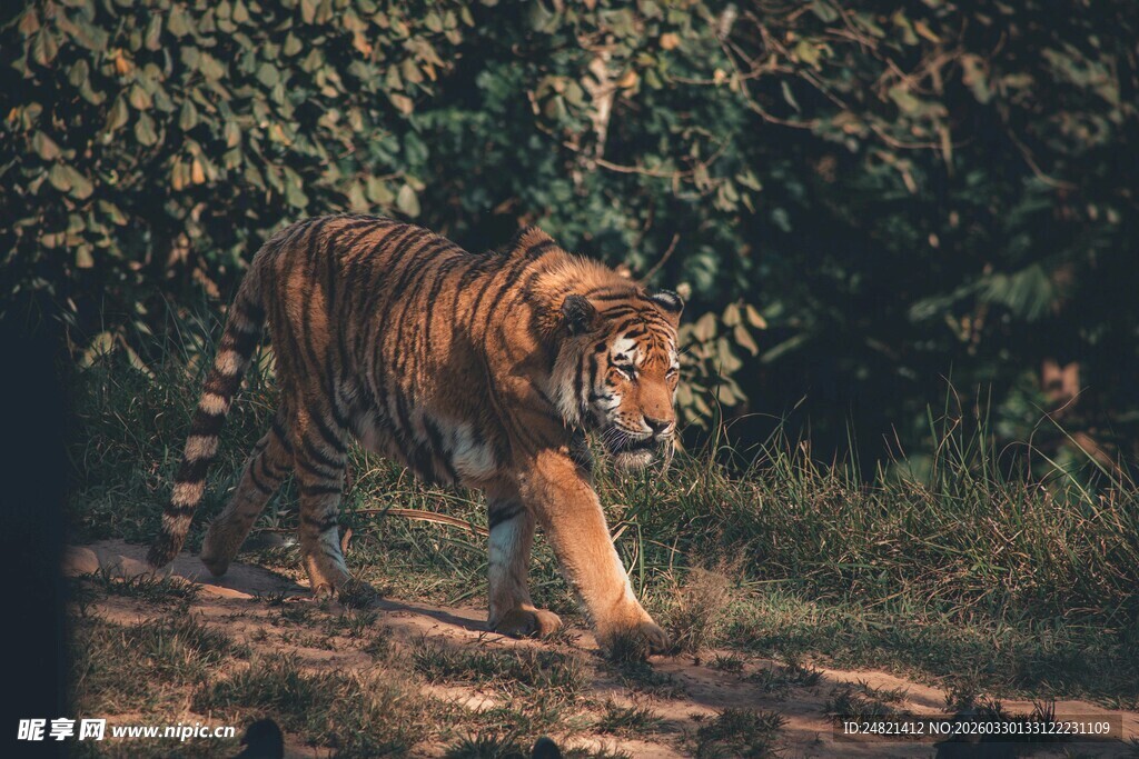 漫步林间的斑斓猛虎