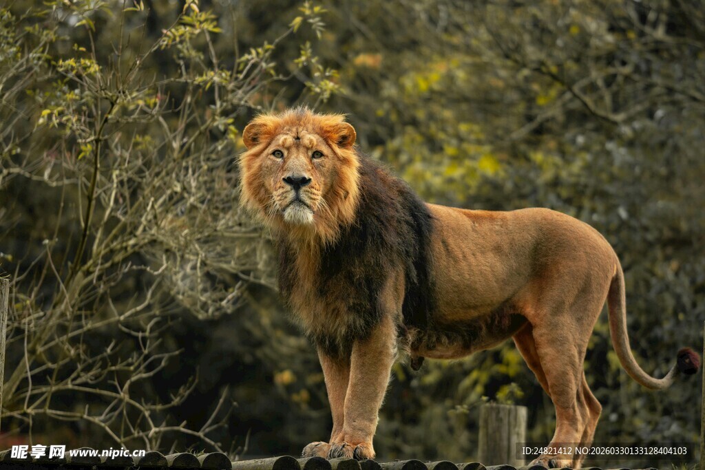 草原雄狮威风凛凛