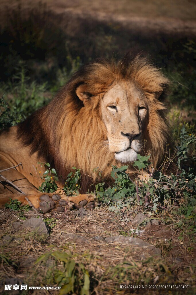 雄狮休憩于草地