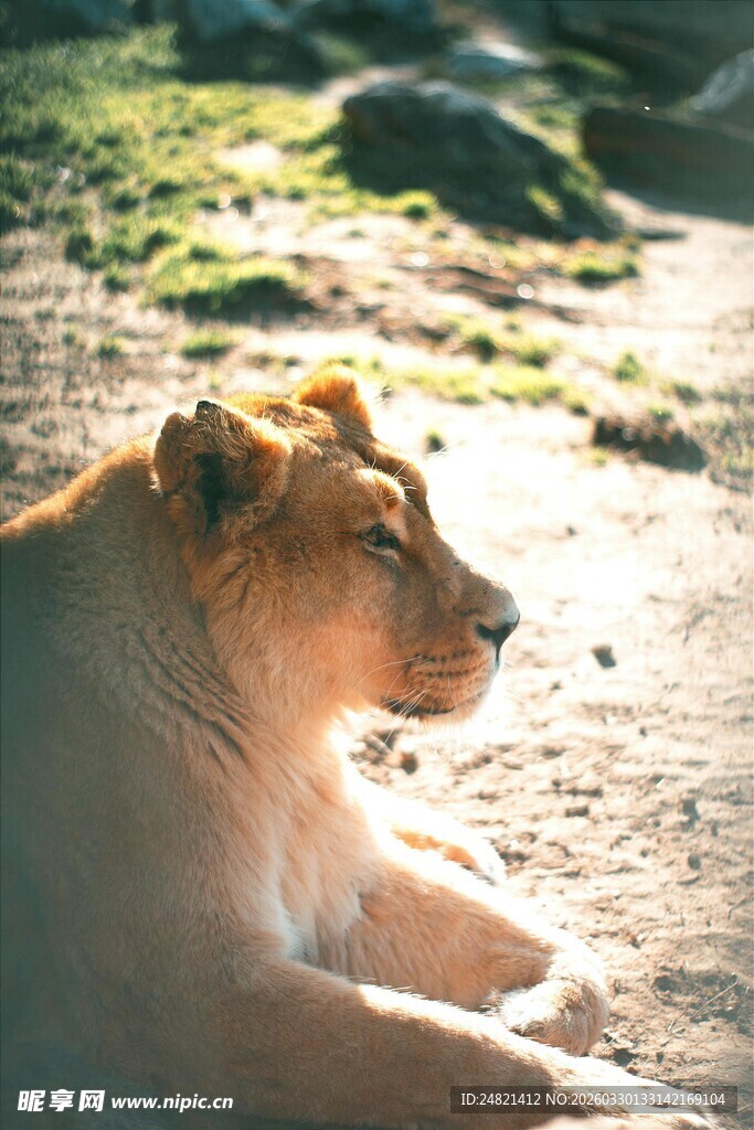 阳光下休憩的雄狮