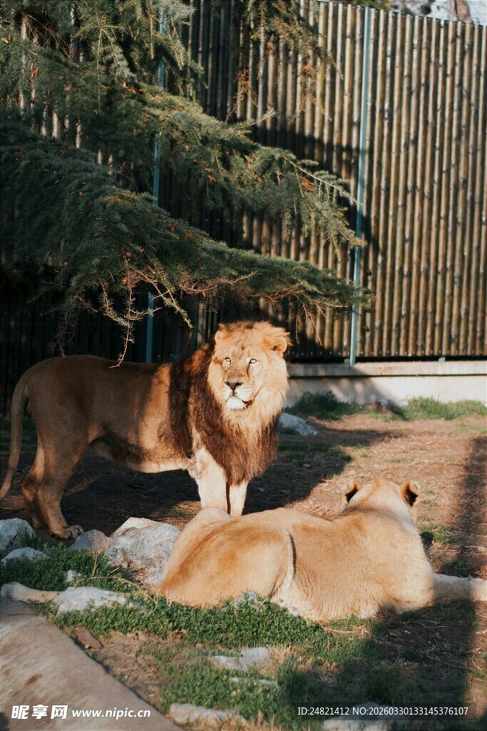阳光下嬉戏的两只可爱狗狗