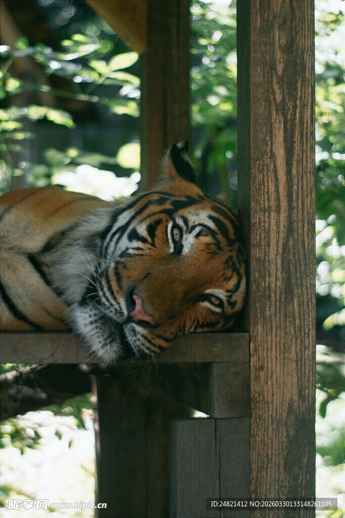木架上休憩的老虎