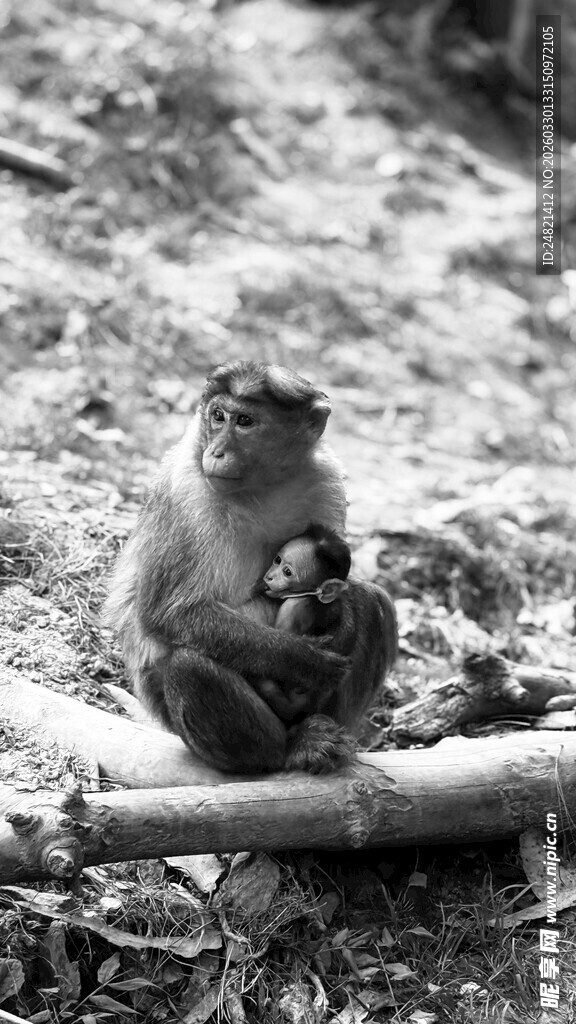 母猴抱小猴坐于木上