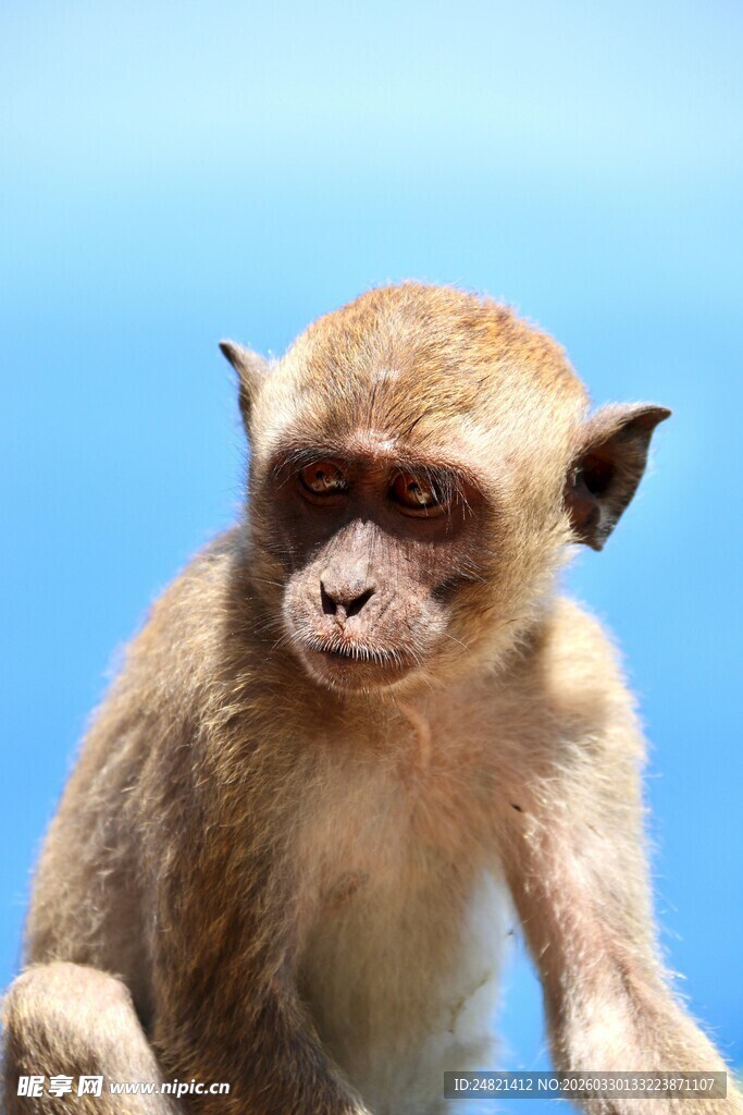 可爱小猴特写