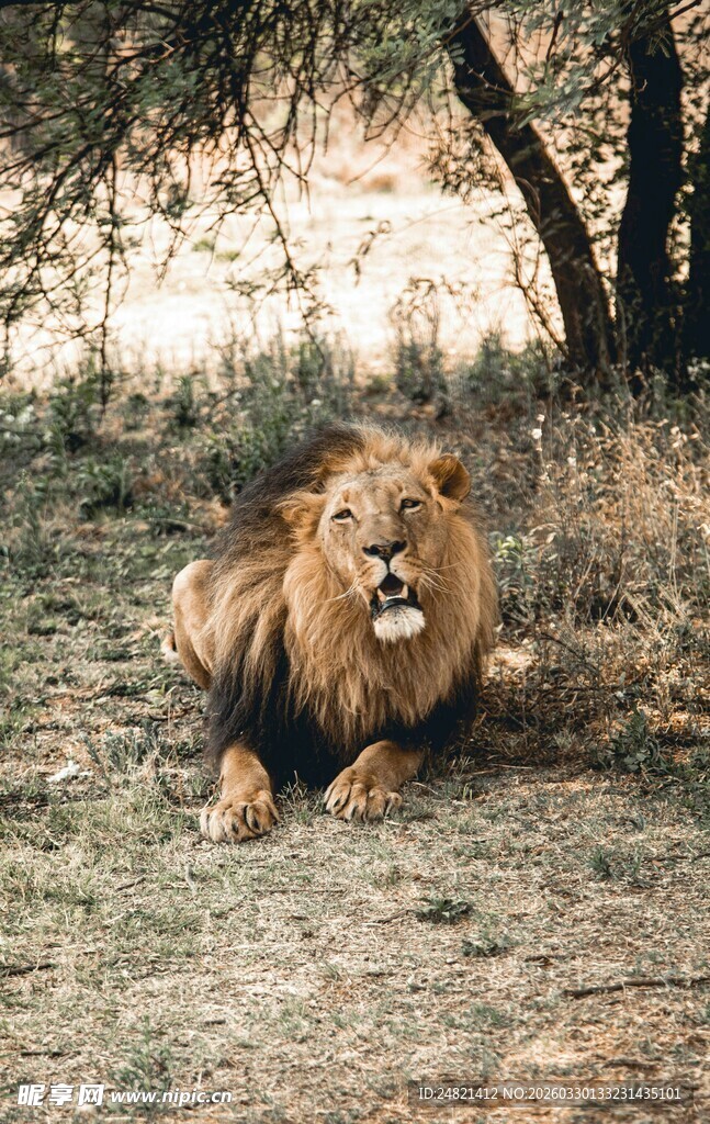 草原上休憩的雄狮