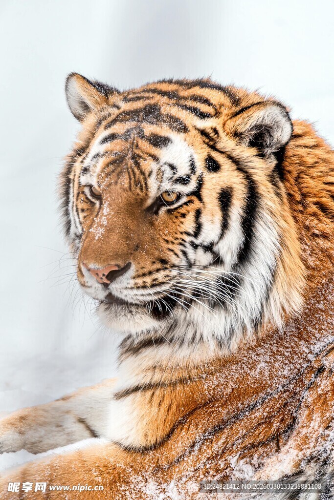 威风凛凛的老虎