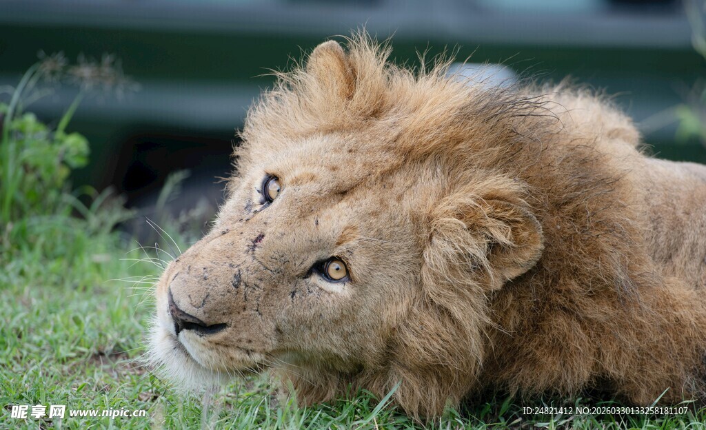草原上休憩的雄狮