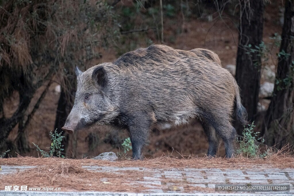 野外漫步的健壮野猪