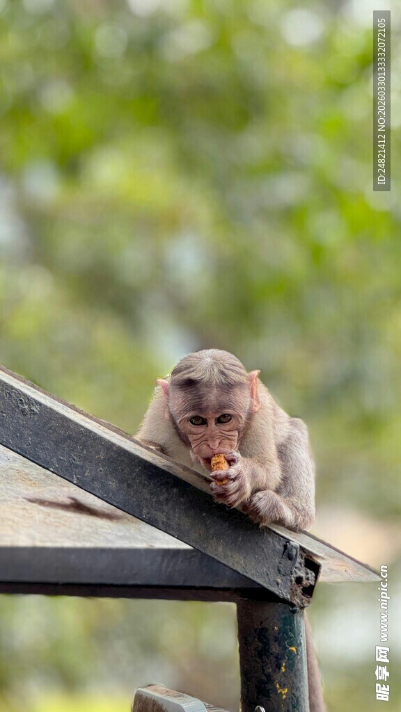 趴在屋顶的可爱小猴子