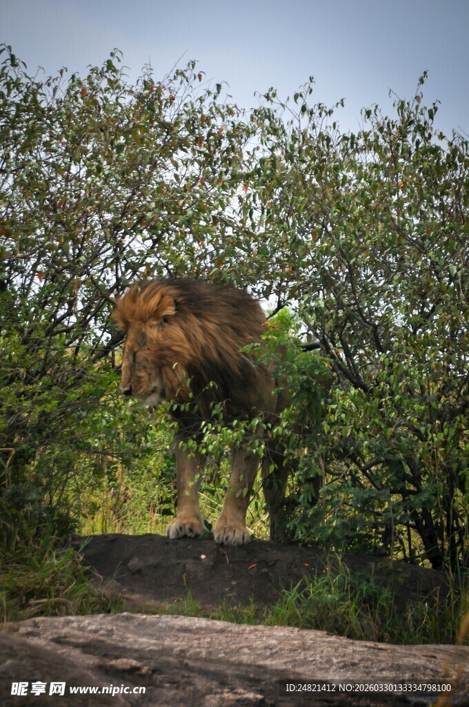 森林中的巨型猩猩雕塑