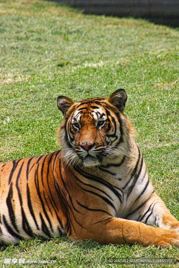草地上休憩的斑斓老虎