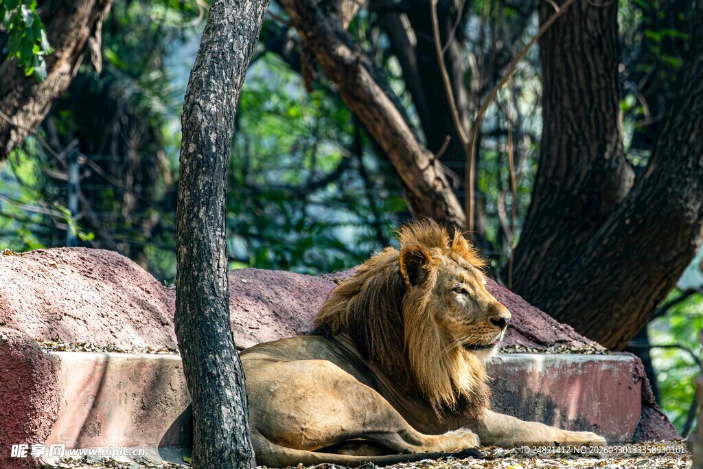 雄狮休憩于绿荫岩石间