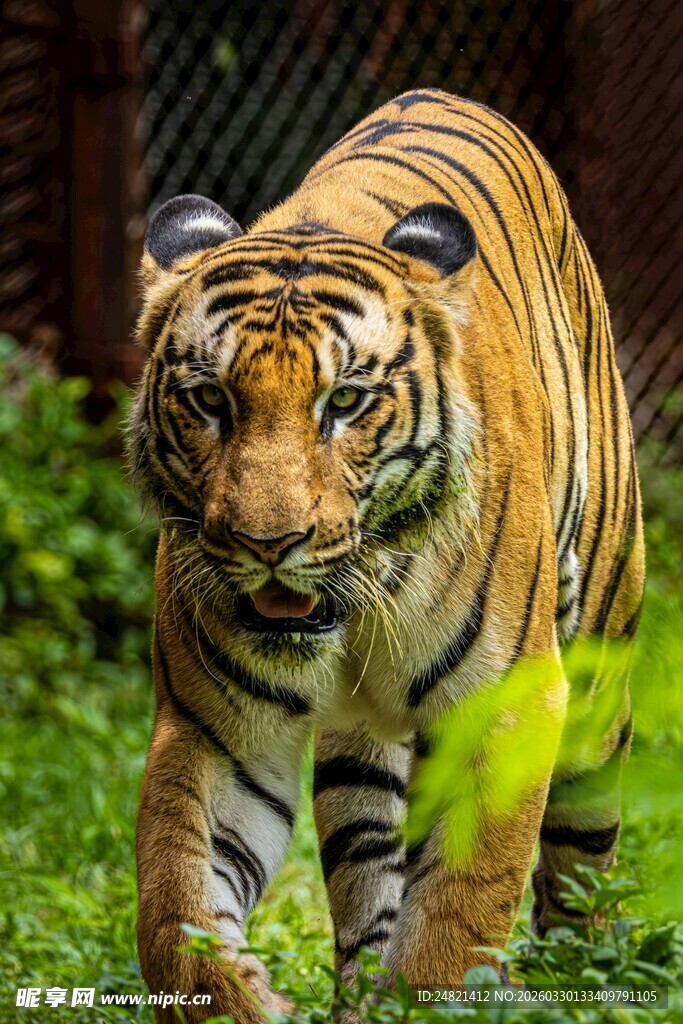 漫步丛林的威猛老虎