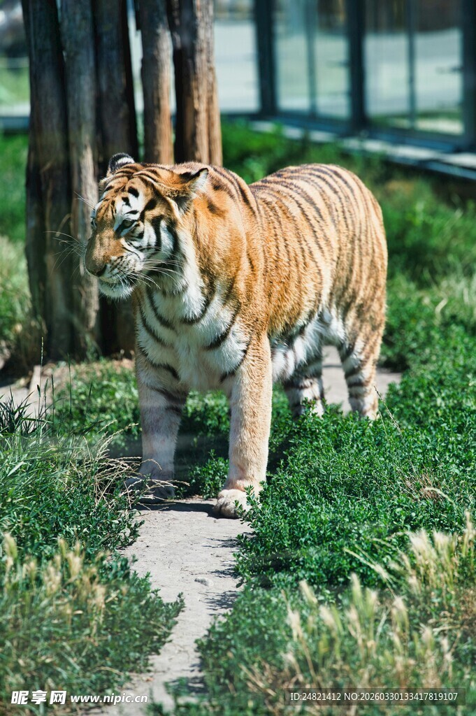 草地上的仿真老虎模型