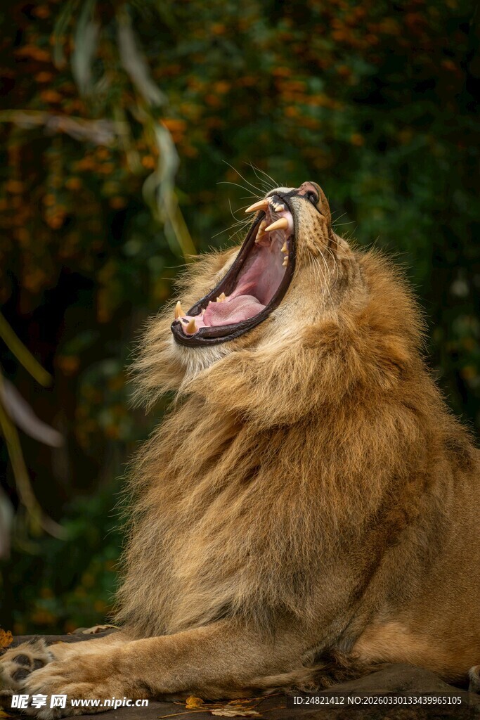 雄狮仰头吼叫瞬间