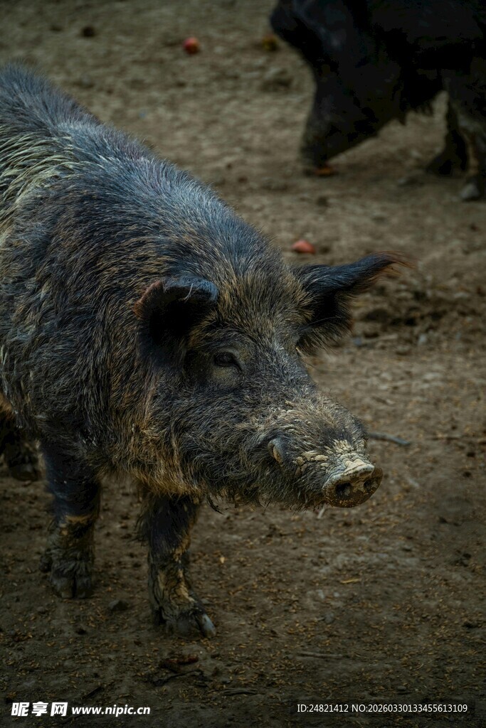 野外站立的黑色野猪